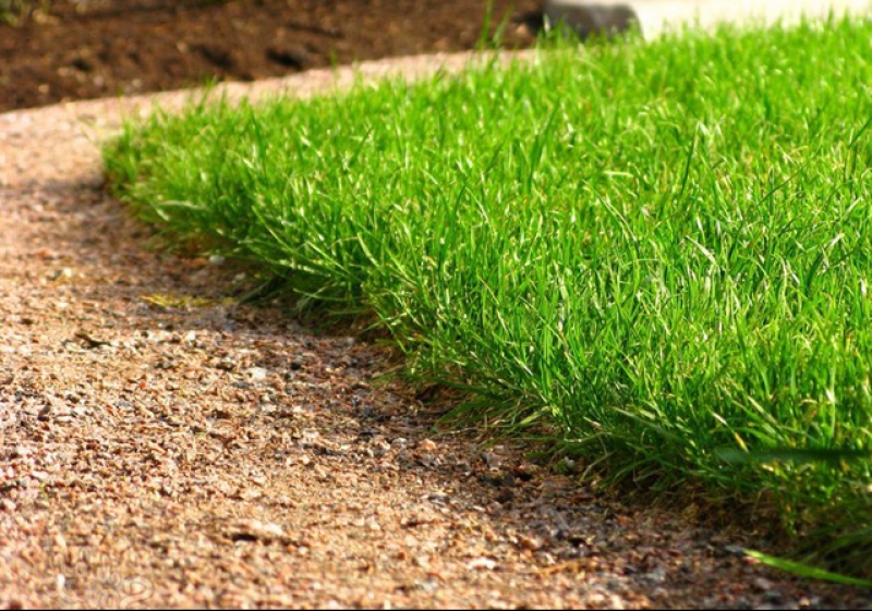 Универсальная газонная трава - Купить песок, щебень, грунт, пгс и .